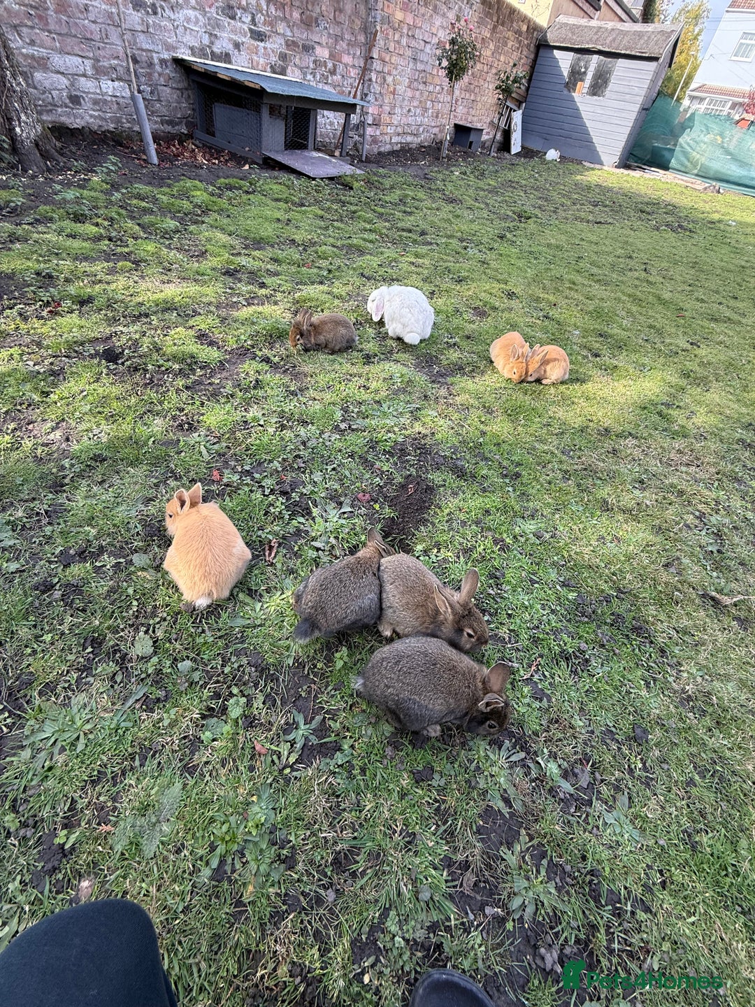 Angora rabbits for sale: Dutch and angora babies  - Image 8