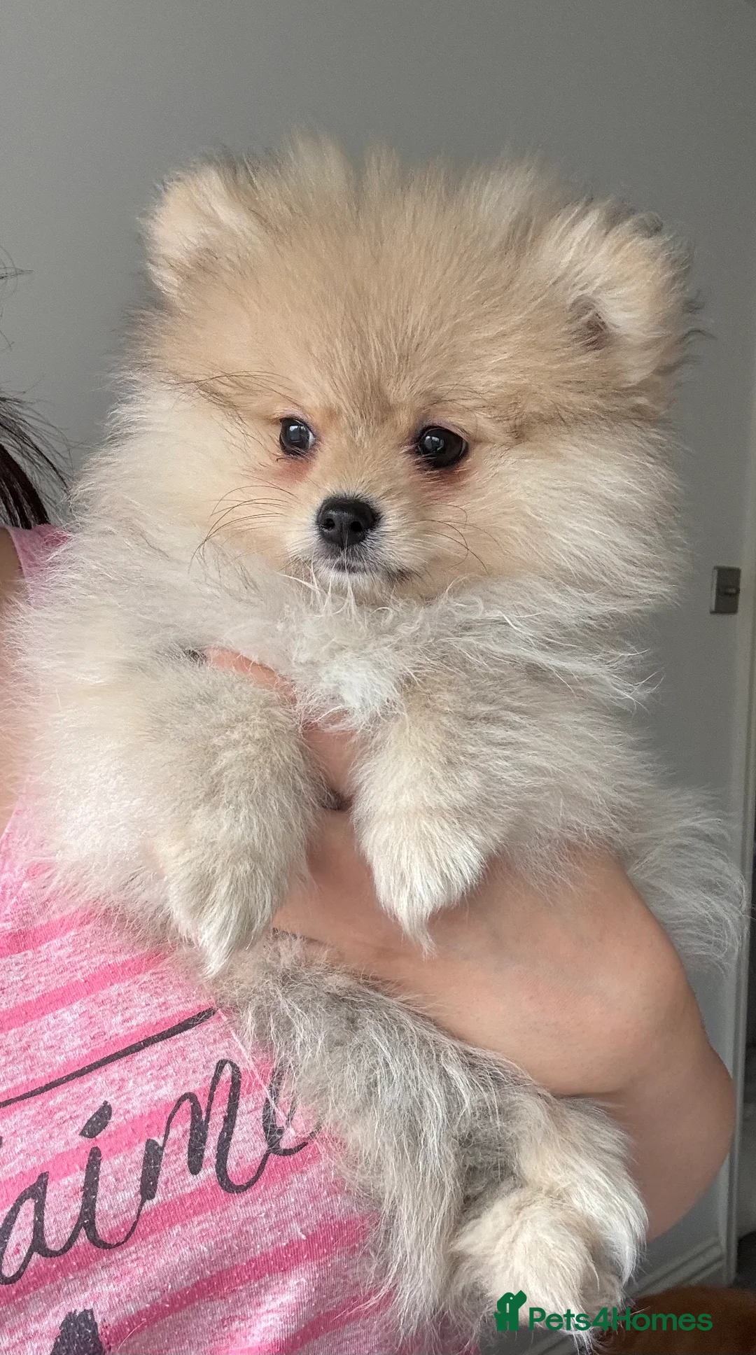 Pomeranian dogs for sale: Beautiful Pomeranian little Girl  - Advert 1