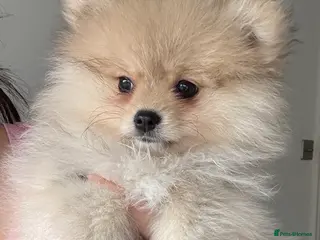 Pomeranian dogs Beautiful Pomeranian little Girl - Advert 13