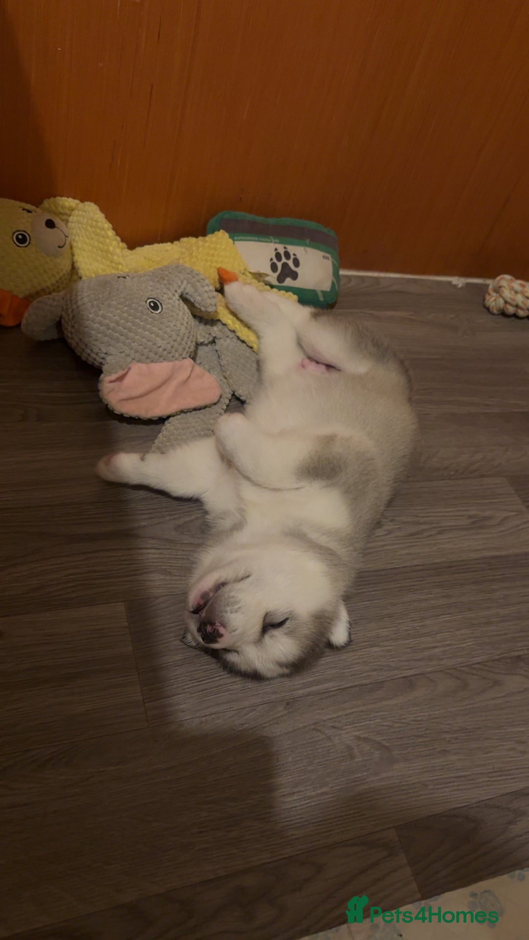 Siberian Husky dogs for sale: Husky Puppies – Ready 22/12/25 🐾  - Advert 11