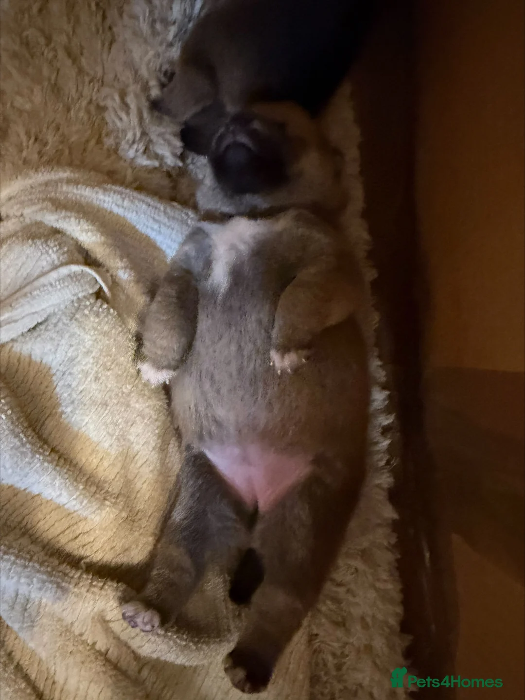 Japanese Shiba Inu dogs for sale: Shiba Inu Puppies for Sale in London in London - Advert 28