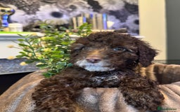 Cockapoo dogs for sale: Miniature Cockapoo Multi Generation  in Darwen - Image 33