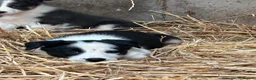Border Collie dogs for sale: 7 collie puppies for sale  in Okehampton - Advert 7