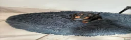 Miniature Dachshund dogs for sale: Stunning miniature kc dachshund pups for sale  - Advert 9
