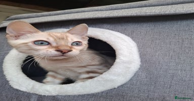 Bengal cats - Advert 5