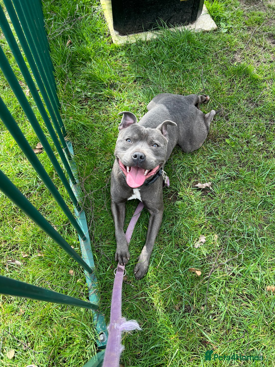 Staffordshire Bull Terrier dogs for stud: Blue Staffordshire Bull Terrier For Stud  - Advert 11