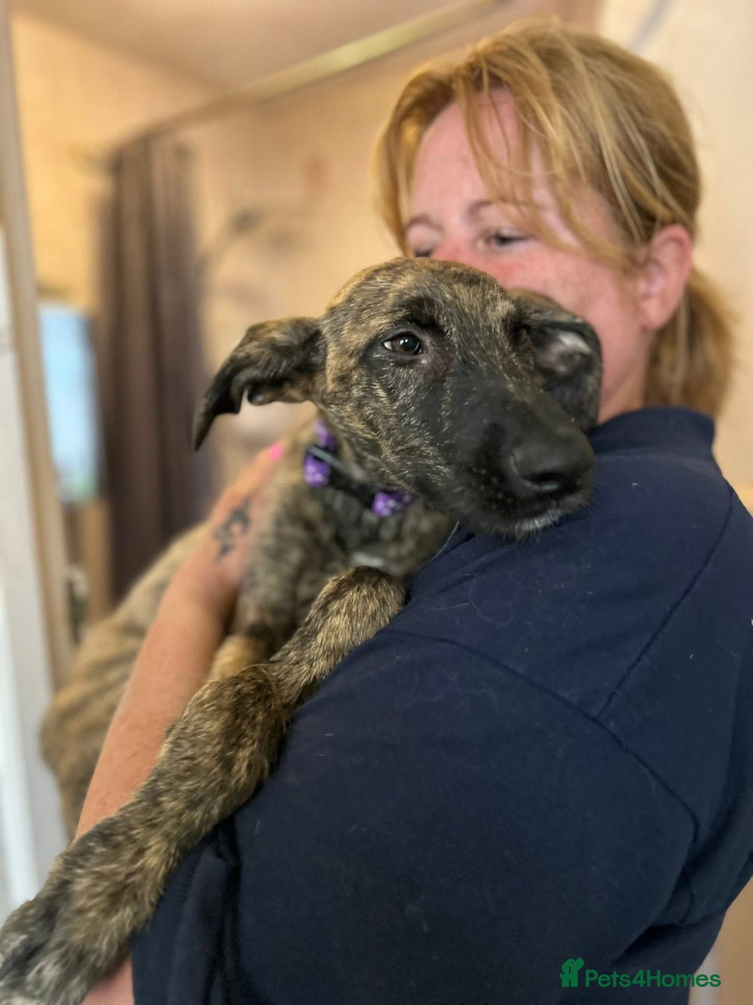 Mixed Breed dogs for adoption: Dawn - Norwich Norfolk  - Image 5
