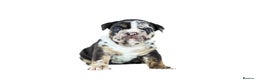 English Bulldog dogs for sale: Unreal English bull dogs  - Advert 18