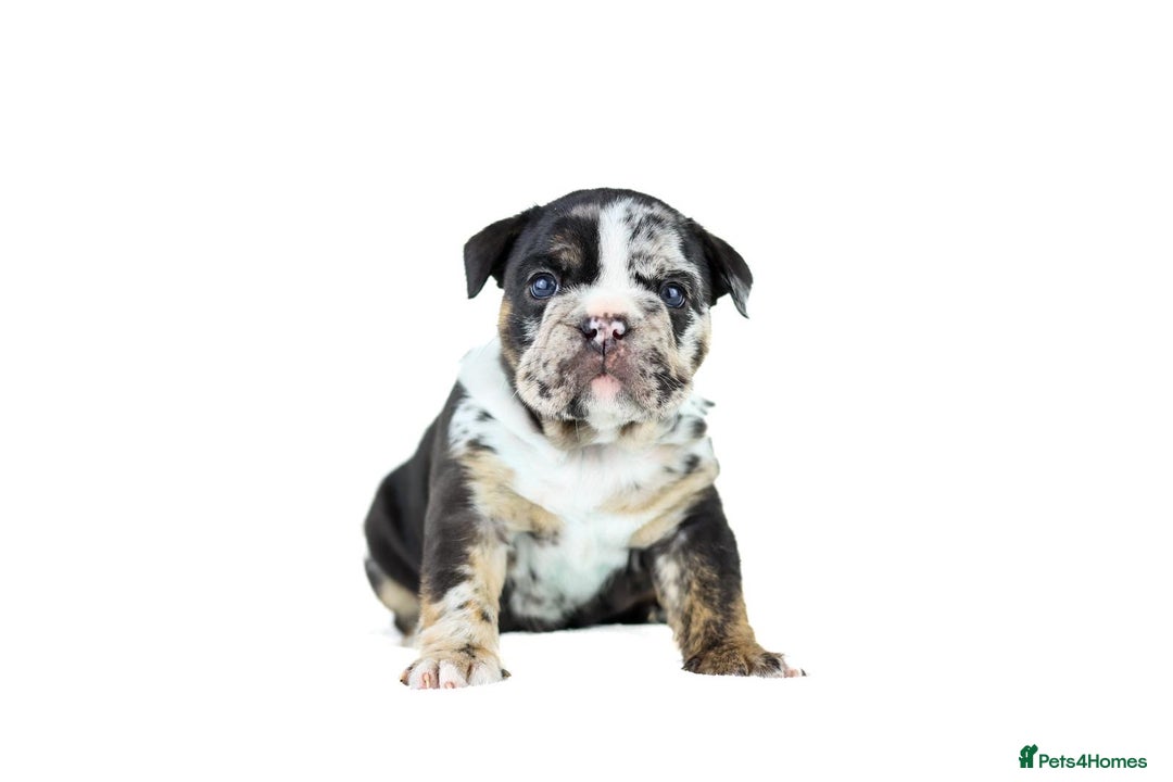 English Bulldog dogs for sale: Unreal English bull dogs  - Advert 18