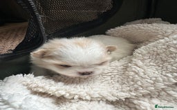 Pomeranian dogs for sale: KC Reg Pomeranian Girls - Image 21