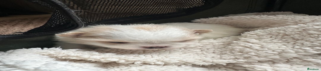 Pomeranian Puppy 1