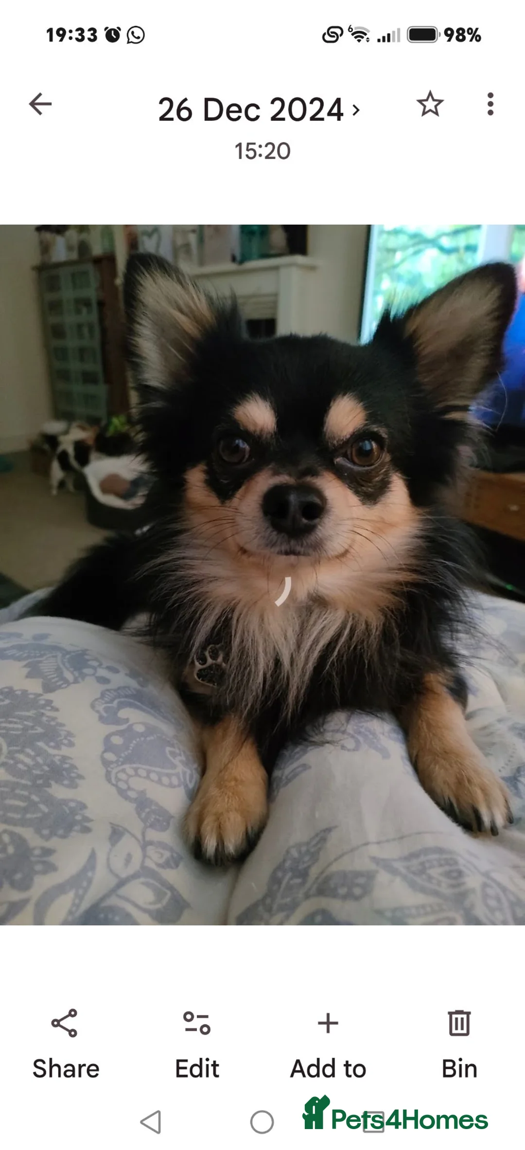 Chihuahua dogs for stud: Stud Chihuahua in Exmouth  - Advert 1