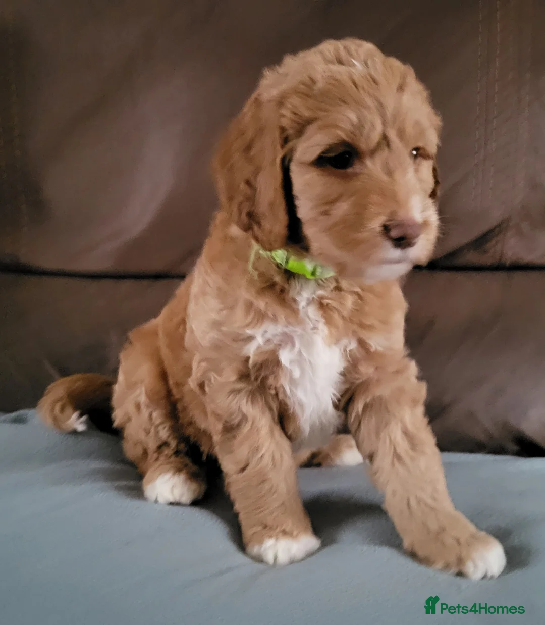 Goldendoodle dogs for sale: Goldendoodle-ONLY THIS BEAUTY LEFT  - Advert 4
