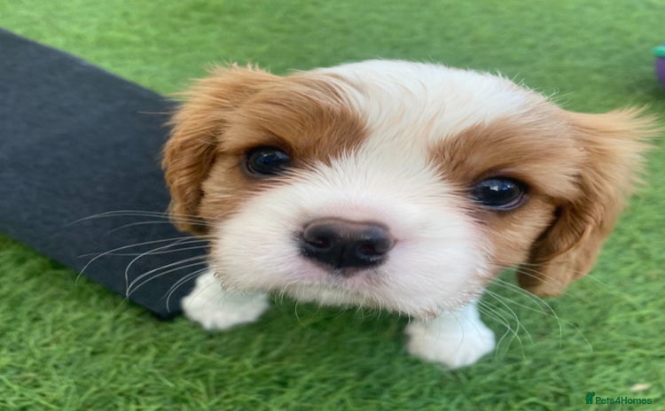 Cavalier King Charles Spaniel dogs - Advert 35