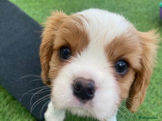 Cavalier King Charles Spaniel dogs - Advert 14