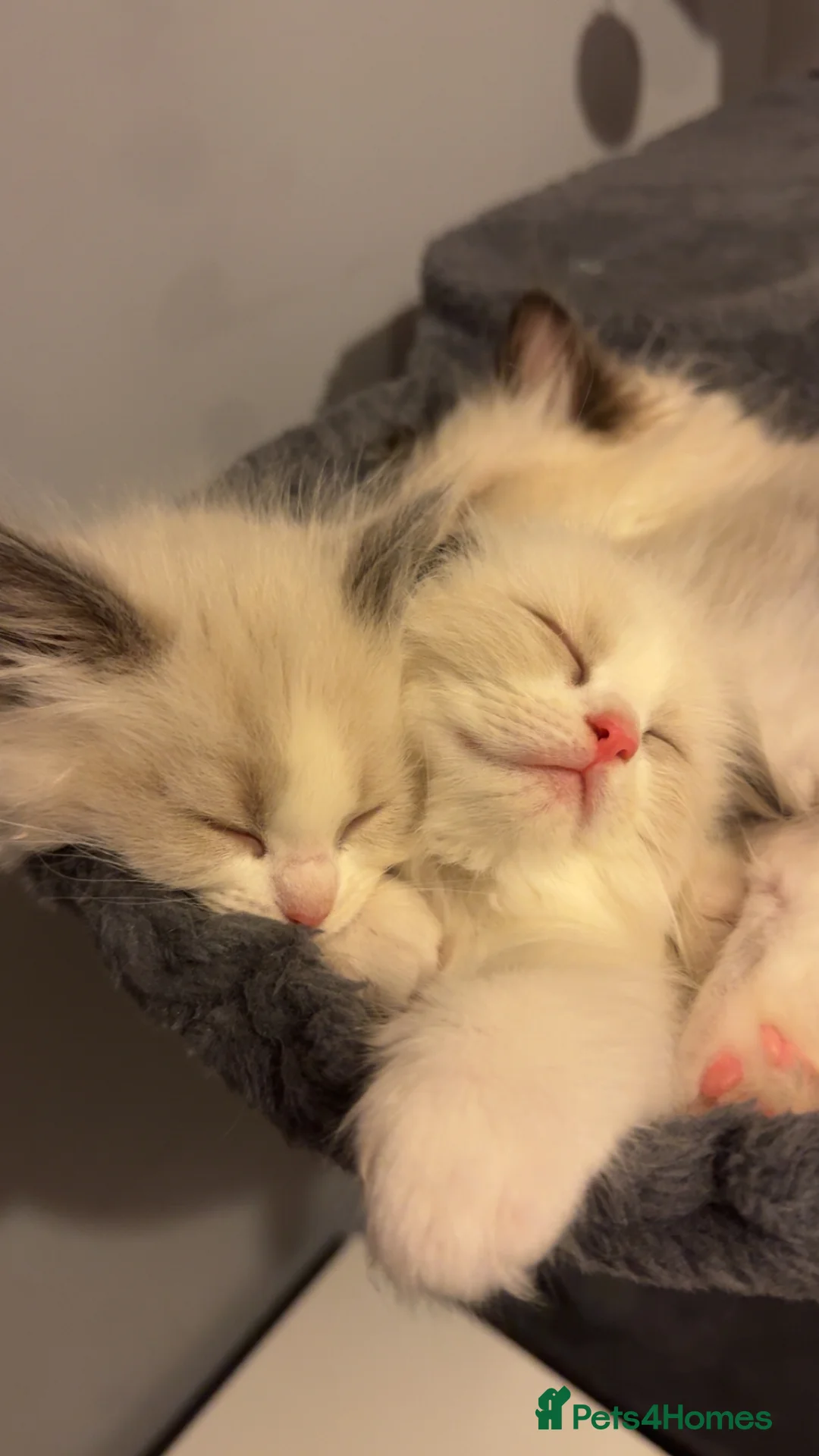 Ragdoll cats for sale: Adorable Pure Breed Ragdoll Kittens ❤️ - Advert 6