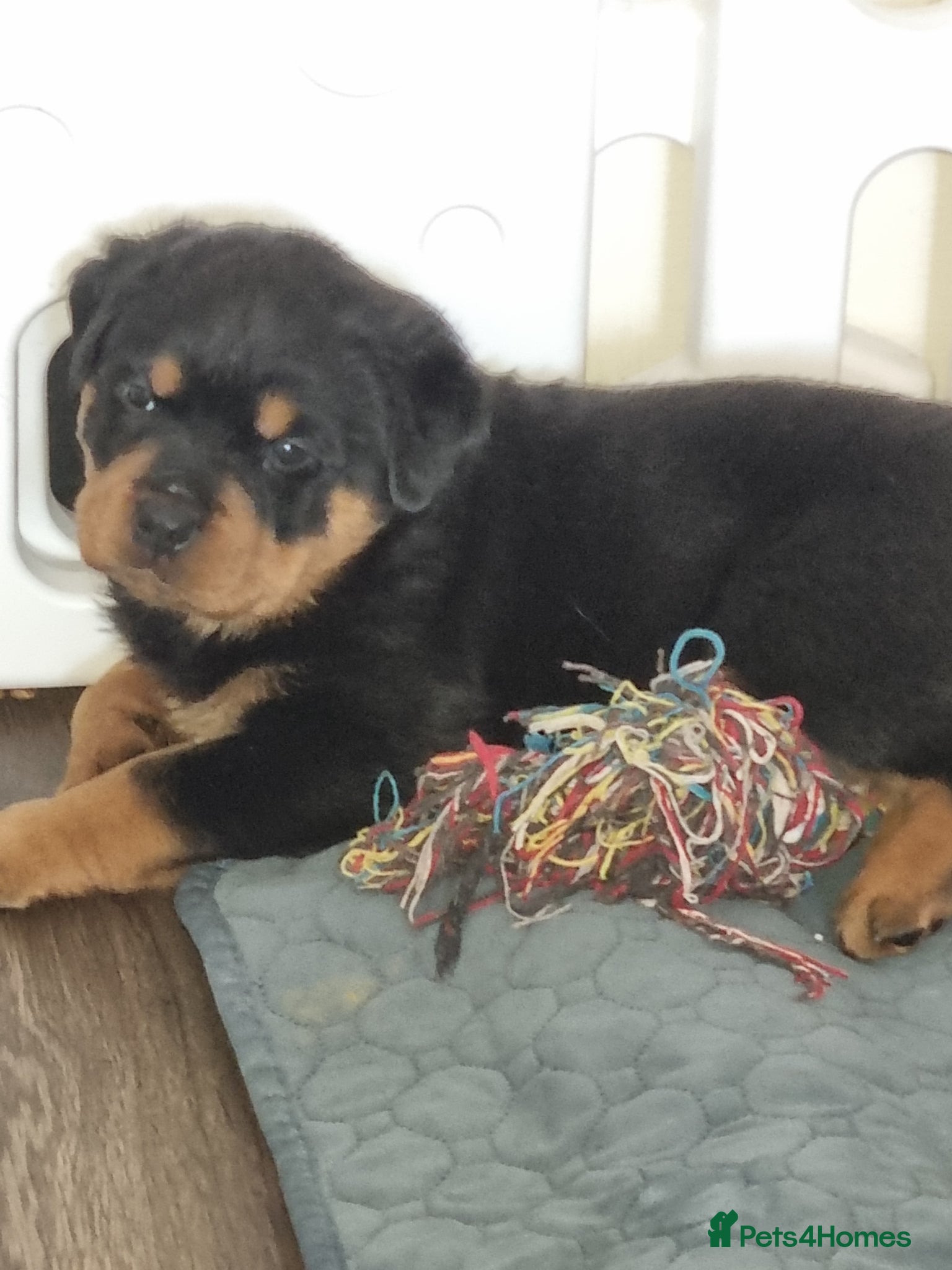 Rottweiler dogs Rottweiler pups  - Advert 15