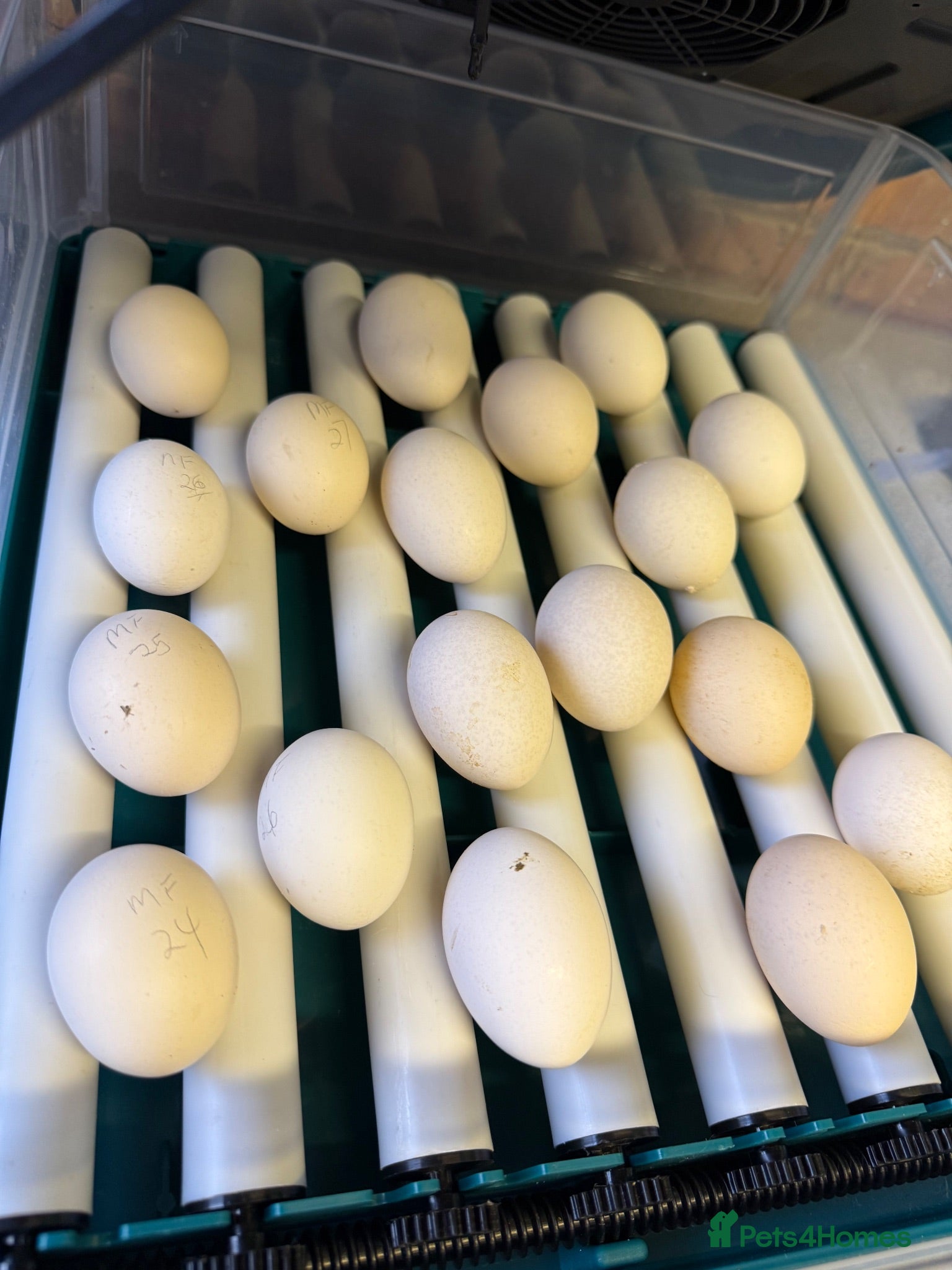Chickens poultry Wyandotte & Millefleur chicks hatching mid August  - Advert 1