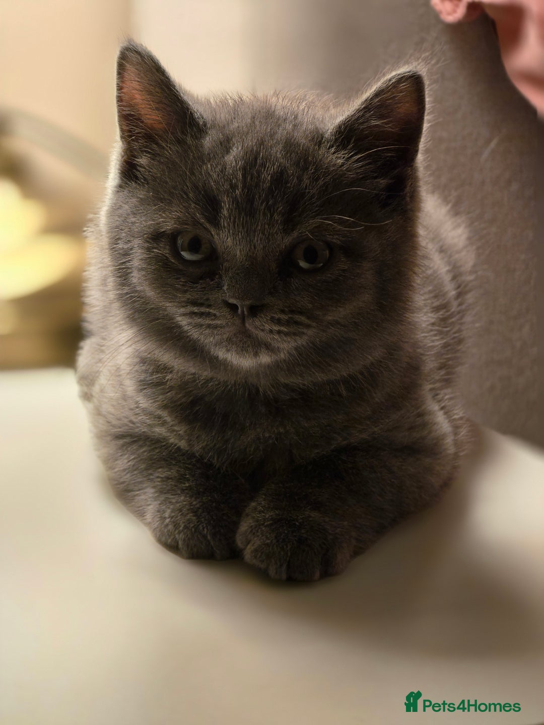 British Shorthair cats for sale: British shorthair  - Image 24