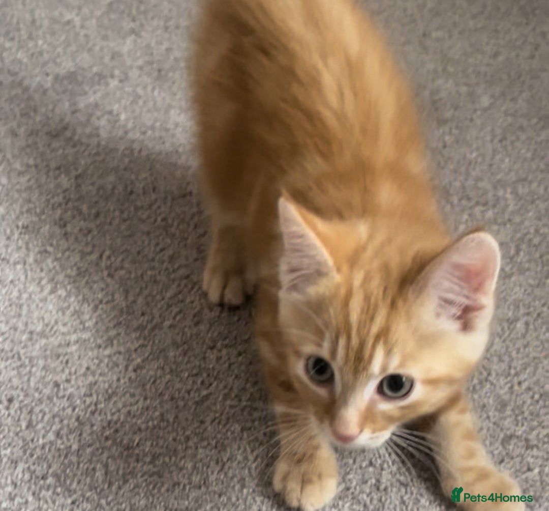 Asian cats for sale: Our lovely kitten needs to be rehome - Image 2