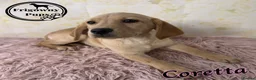 Labrador Retriever dogs for sale: 💛 Coretta 💛 Yellow Labrador Girl 💛 Ready Now 💛 - Advert 10