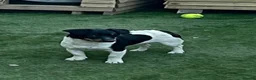 Jack Russell dogs for sale: 5 adorable Jack Russell puppies 🐶❤️ - Advert 7