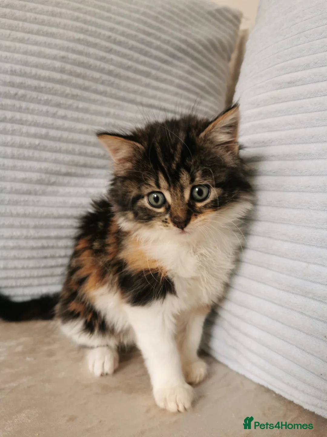 Maine Coon cats for sale: Maine Coon Kittens in Stockport - Advert 2