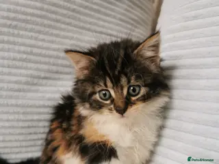 Maine Coon cats Maine Coon Kittens - Advert 11