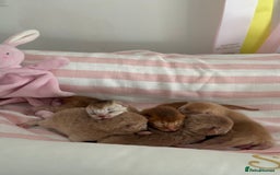 Abyssinian cats for sale: Pure pedigree Tica registered Abyssinian kittens  - Image 4