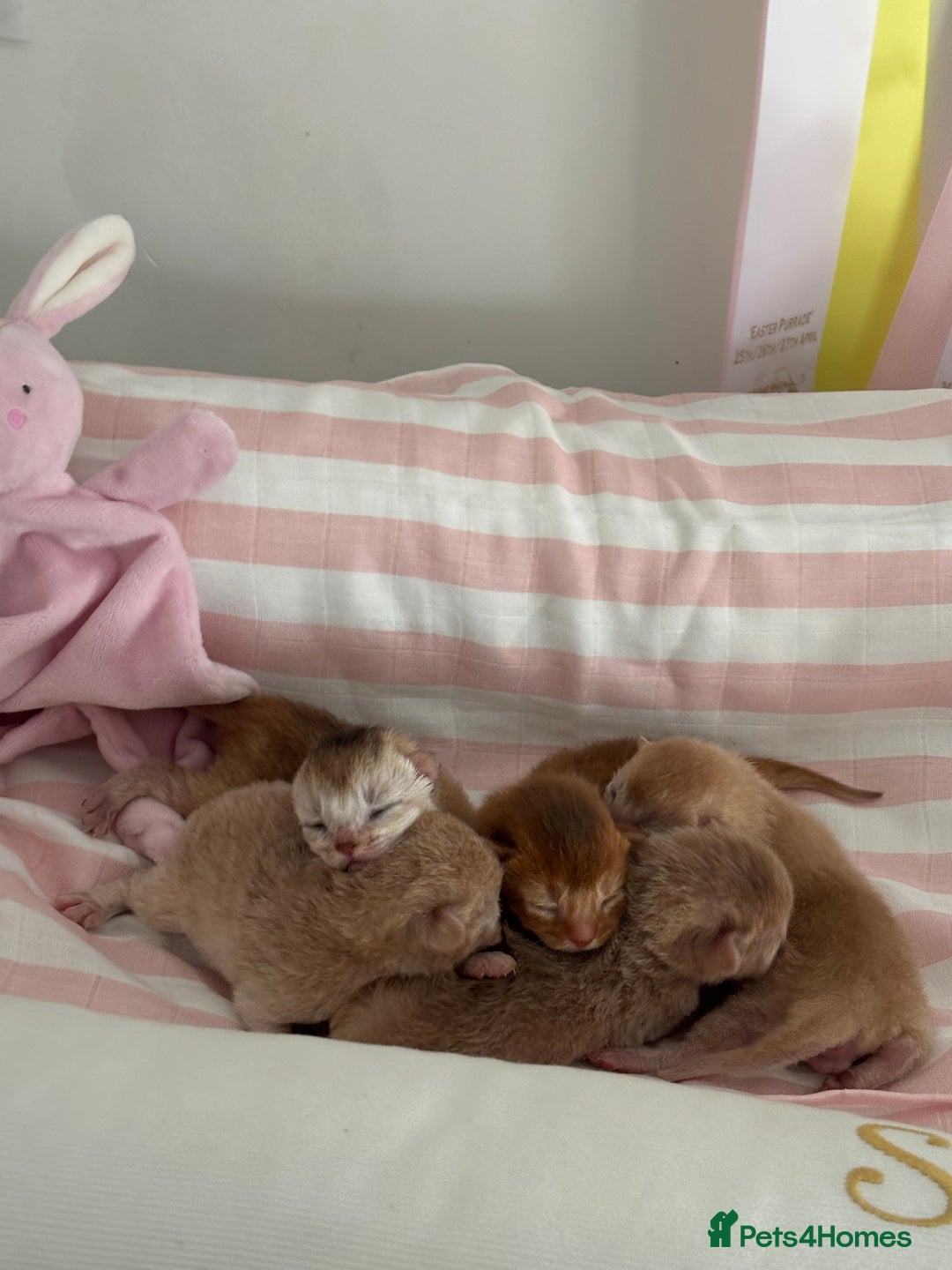 Abyssinian cats for sale: Pure pedigree Tica registered Abyssinian kittens  - Image 4