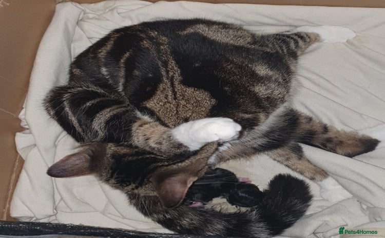 Mixed Breed cats Tabby Kittens For Sale! - Advert 1