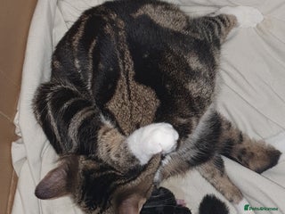 Mixed Breed cats for sale: Tabby Kittens For Sale! - Advert 1