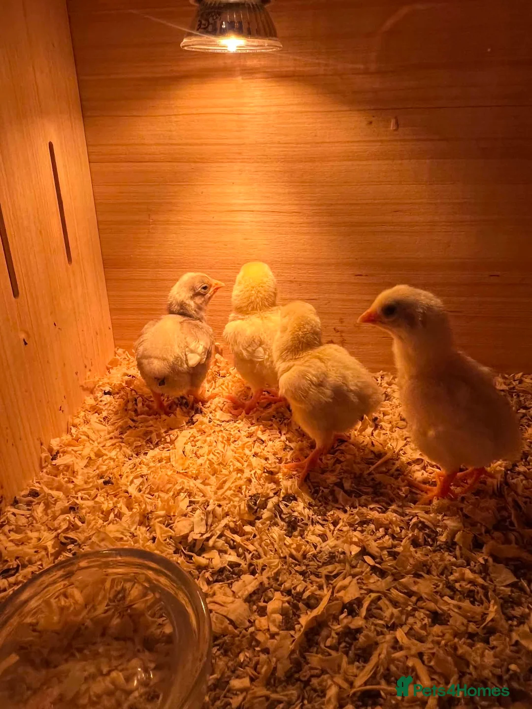 Chickens poultry for sale: ko shamo chicks - Advert 3