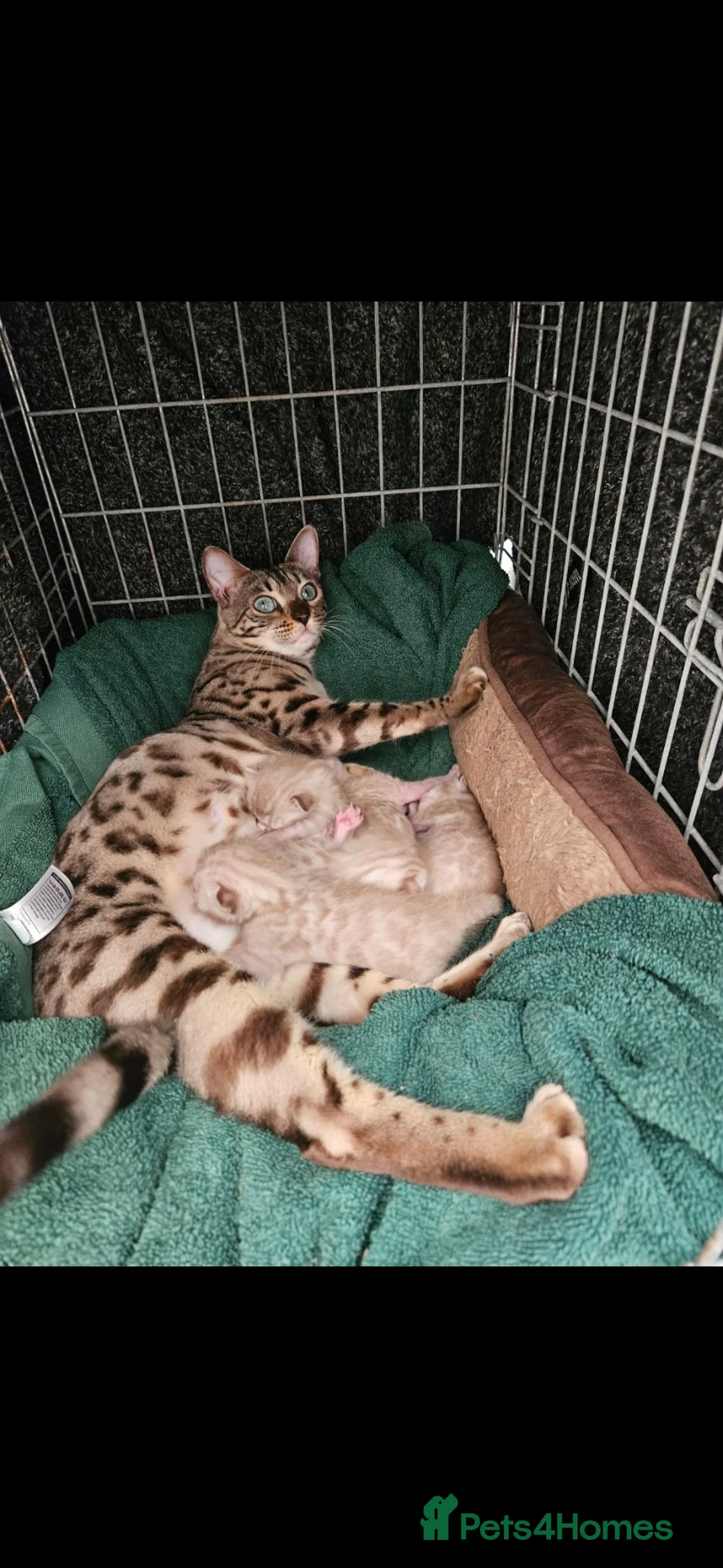 Bengal cats for sale: Snow mink bengals - Advert 20
