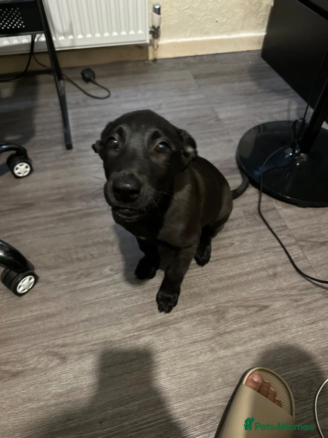 Belgian Shepherd Dog dogs for sale: Belgian Malinois  in Crawley - Advert 2