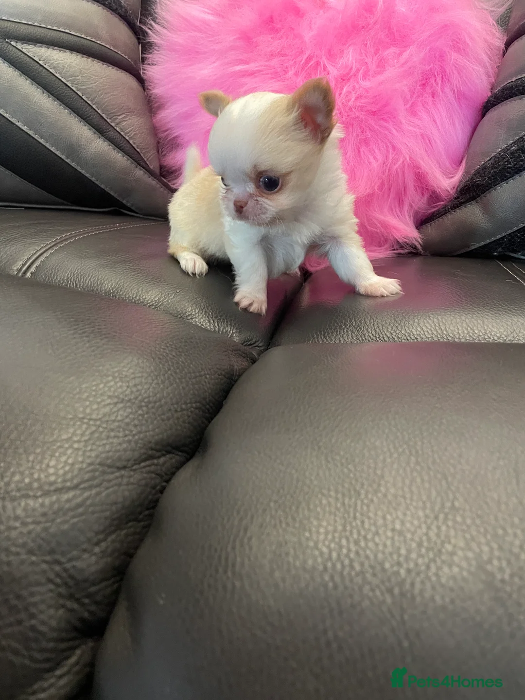 Chihuahua dogs for sale: Gorgeous  little  Longcoat Boy Kc 🌟🌟🌟🌟🌟 - Advert 18