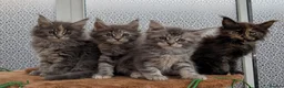 Maine Coon cats for sale: Adorable Maine coon kittens  - Advert 6