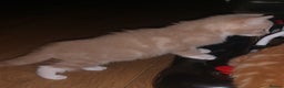 Mixed Breed cats for sale: 1 white, ginger and caramac kitten  - Advert 19