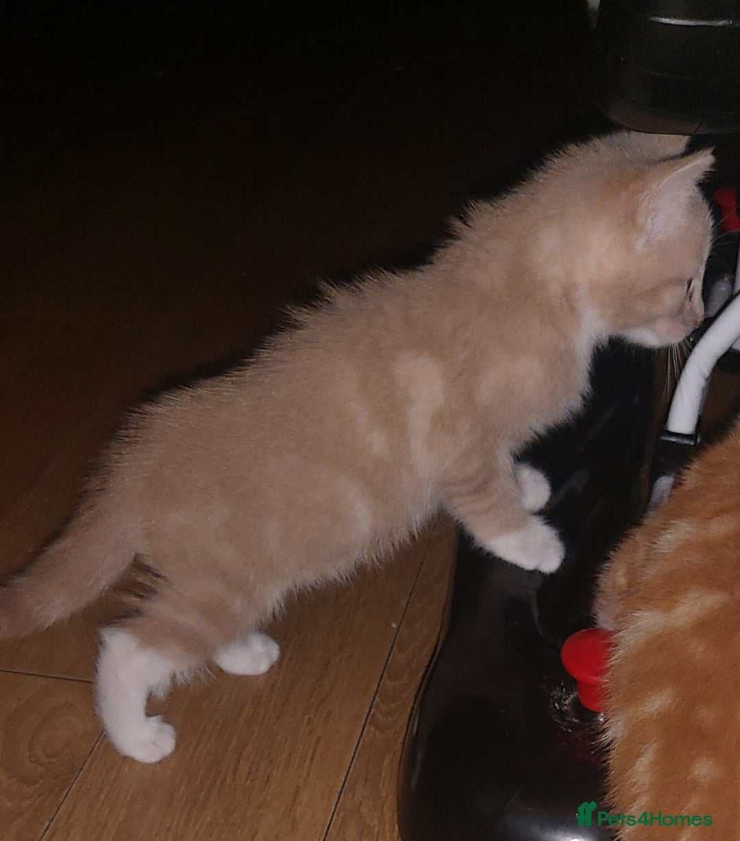 Mixed Breed cats for sale: 1 white, ginger and caramac kitten  - Advert 19