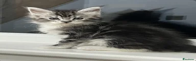 Maine Coon Kitten 5