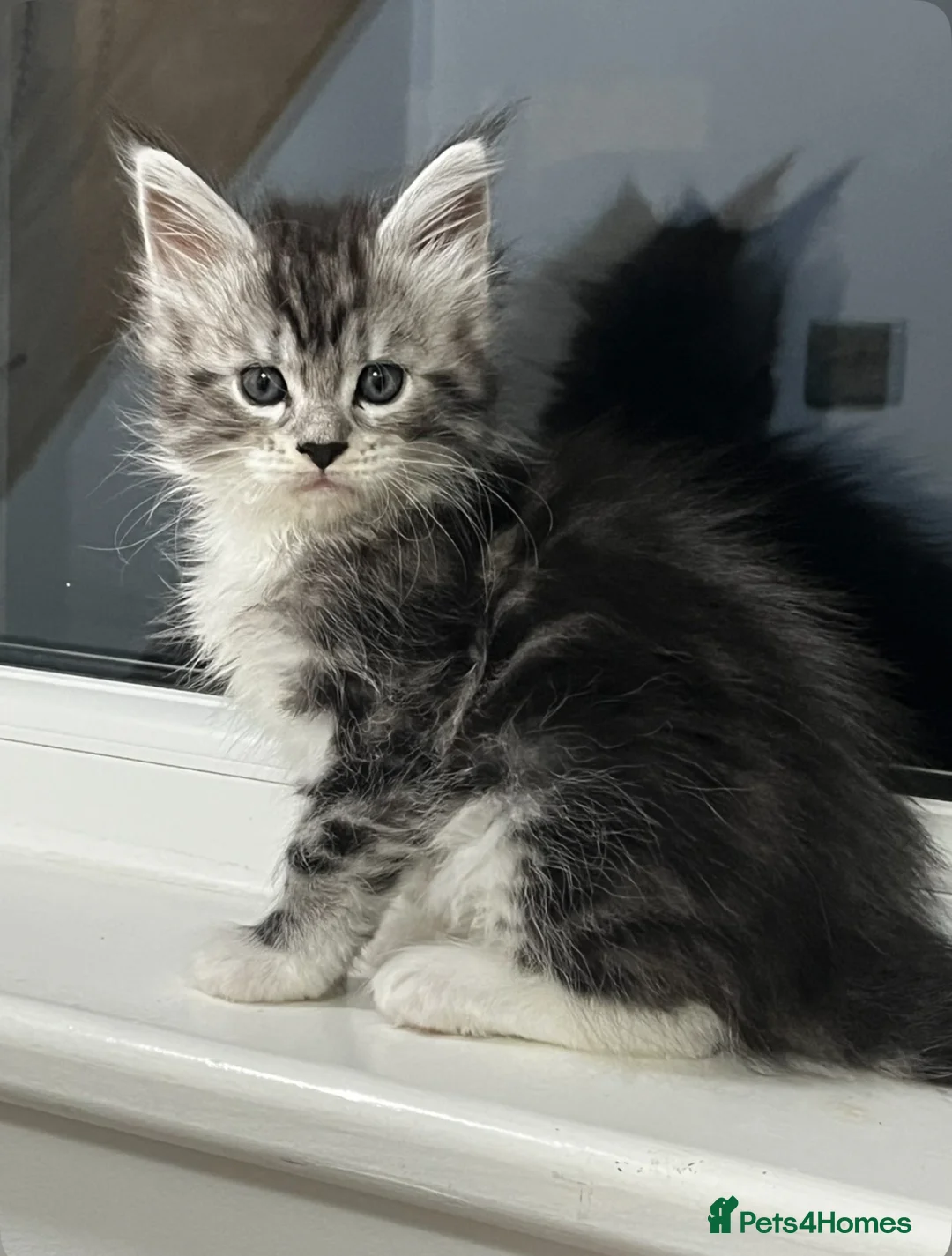 Maine Coon cats for sale: NEW YEARS EVE MAINE COON KITTENS - Advert 13