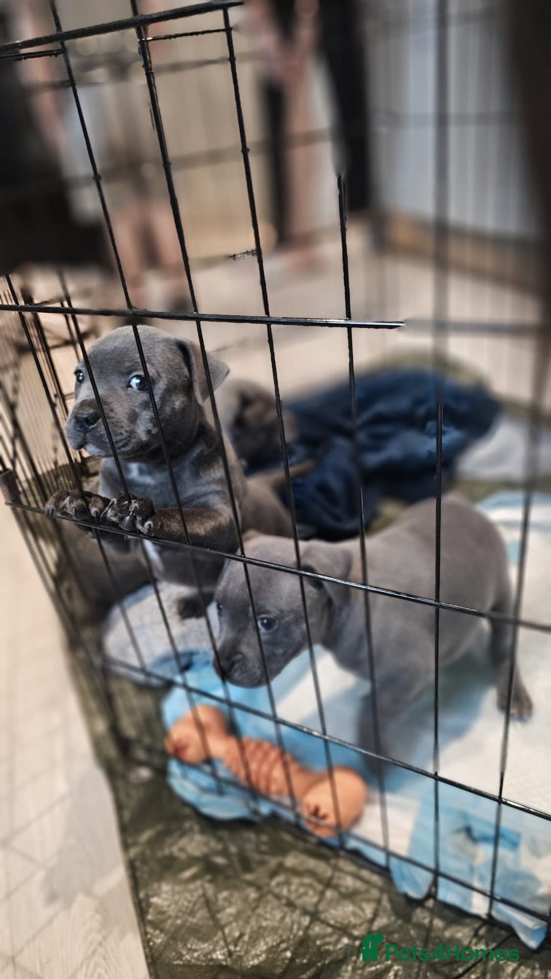 Staffordshire Bull Terrier dogs for sale: **COLLECT SAT 02/08**Blue Staffs KC Registered - Image 32