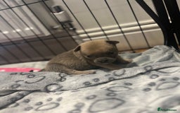 Mixed Breed dogs for sale: STUNNING UNIQUE PUPS 💙💗 - Image 18