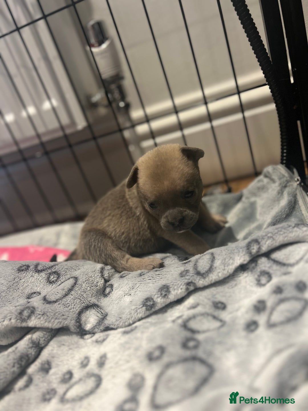 Mixed Breed dogs for sale: STUNNING UNIQUE PUPS 💙💗 - Image 18