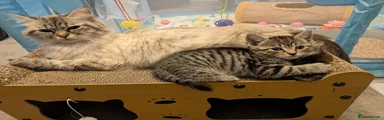 Siberian 2