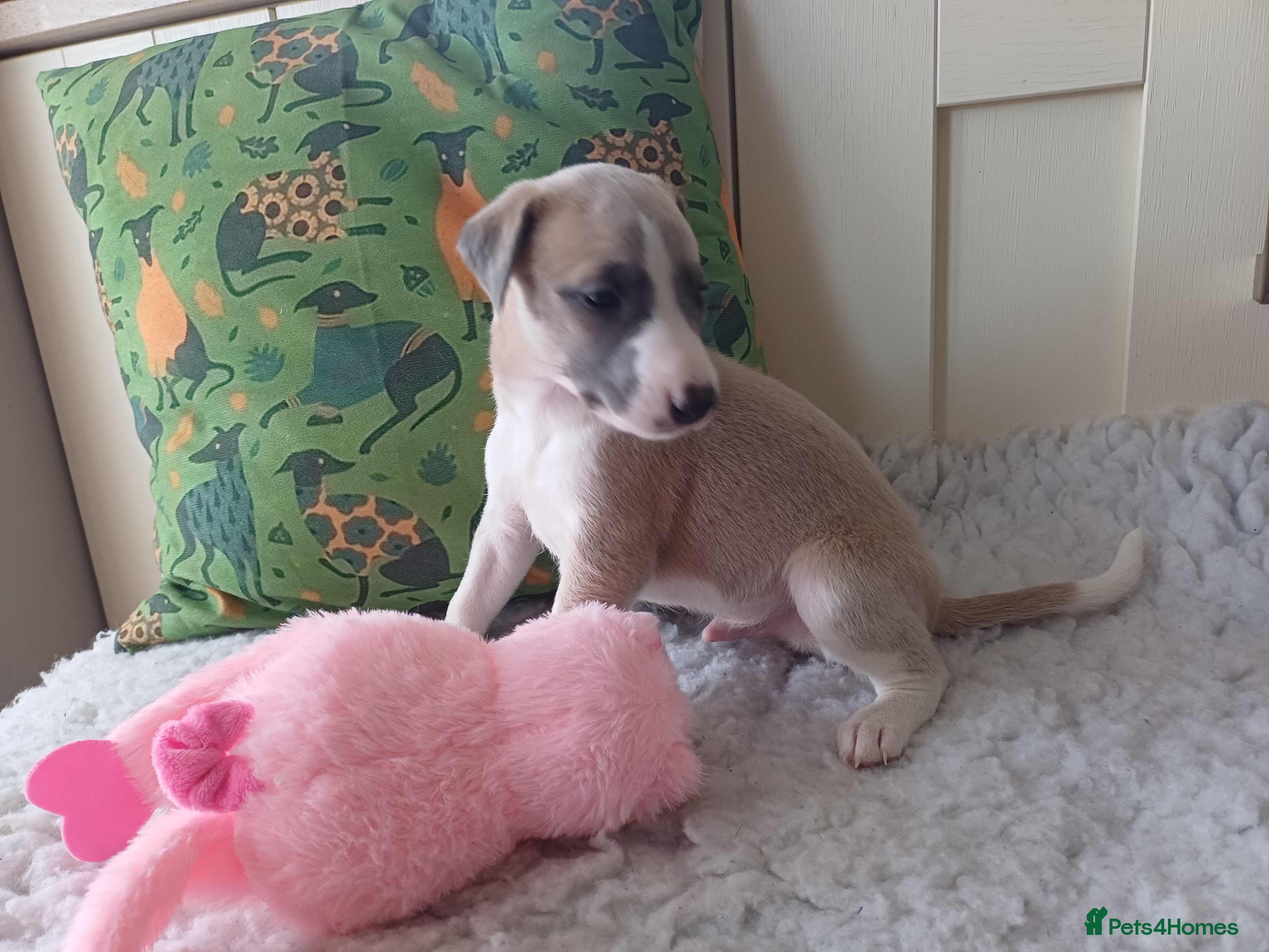 Whippet dogs KC  REG WHIPPET PUPS - Advert 1