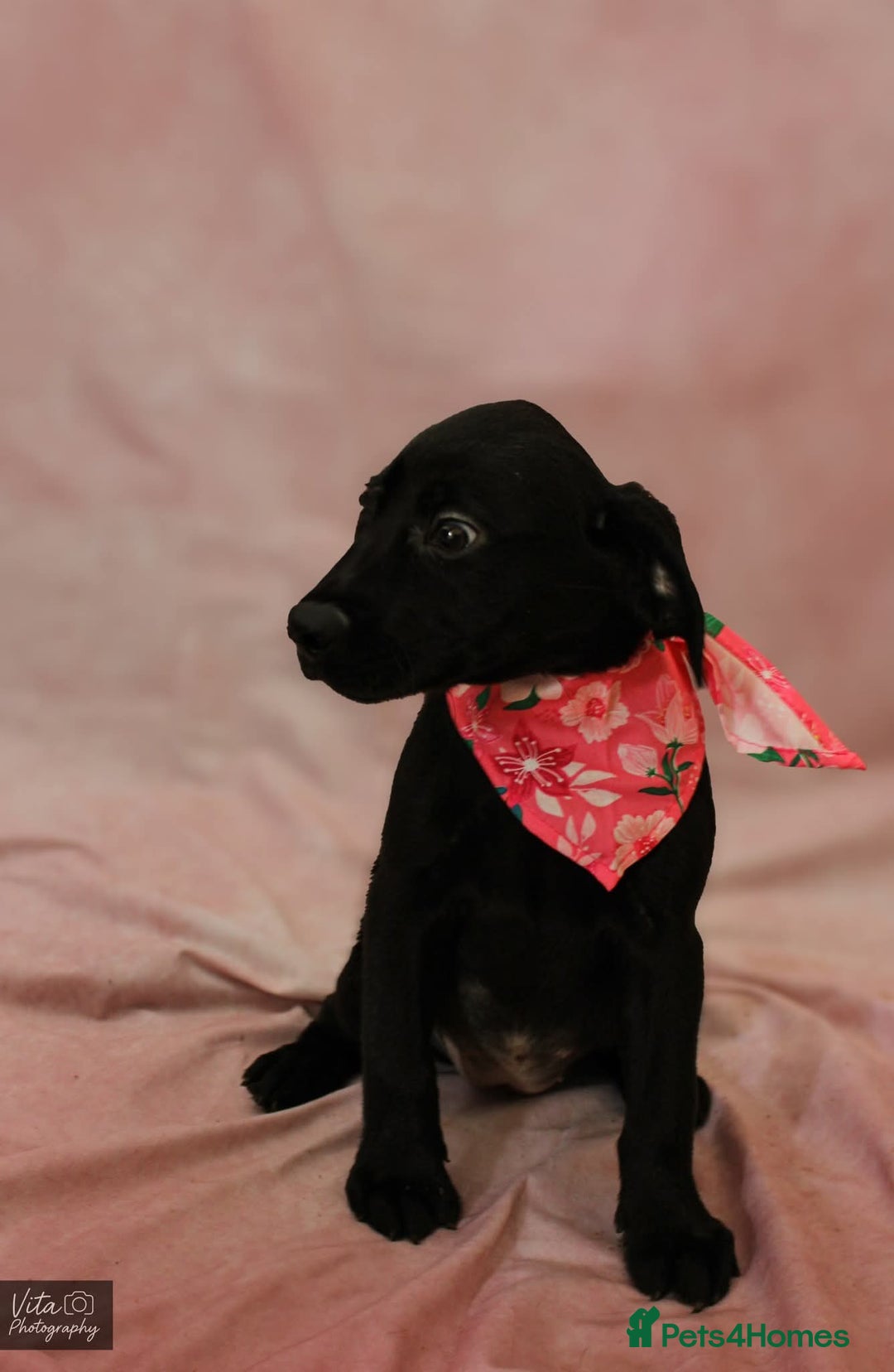 Labrador Retriever dogs for sale: 2boys / 4 girls  READY TODAY FOR FOREVER HOMES - Image 40