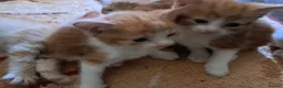 Mixed Breed cats for sale: Ginger, ginger white,white kittens prices vary - Advert 13