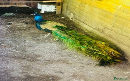 Peafowl poultry for sale: Indian blue breading Peafowl 🦚  - Image 4