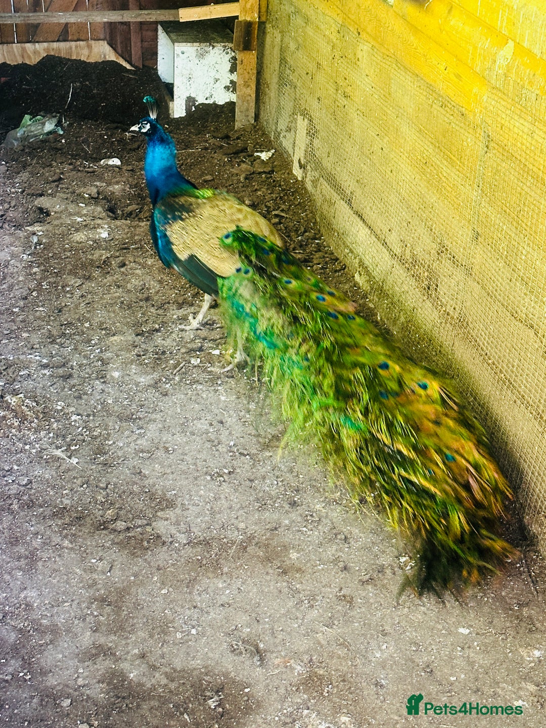 Peafowl poultry for sale: Indian blue breading Peafowl 🦚  - Image 4